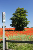 D49-8121 Poppy Field and Public Footpath, Gainford, Teesdale, County Durham
